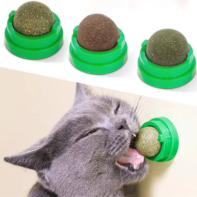 Katzen