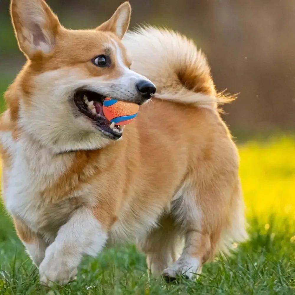 Hunde